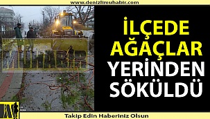 İlçede ağaçlar yerinden söküldü