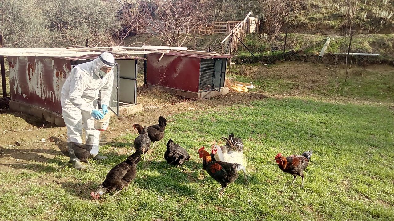 Kentin simgesi Denizli Horozları yüksek hijyenle korunuyor