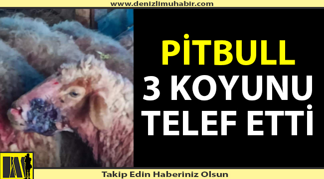 Pitbull 3 koyunu telef etti, 12'sini yaraladı