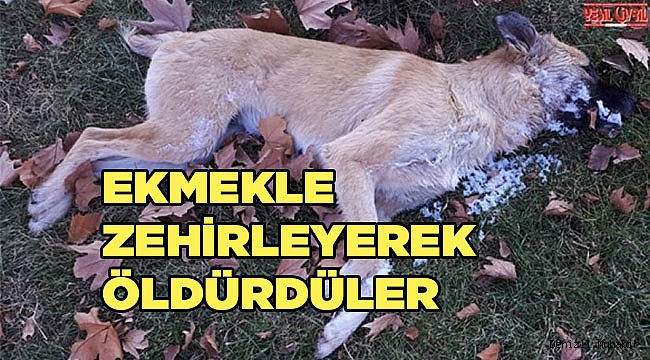 Vicdansızlar!
