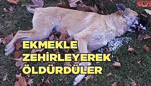 Vicdansızlar!