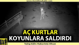Aç kalan kurt ağıldaki koyunlara saldırdı