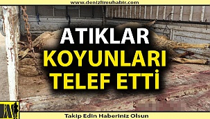 Atıklar 13 koyunu telef etti