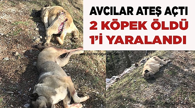 Avcılar 2 köpeği öldürdü, birini yaraladı