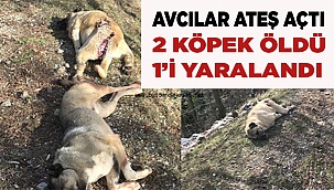 Avcılar 2 köpeği öldürdü, birini yaraladı