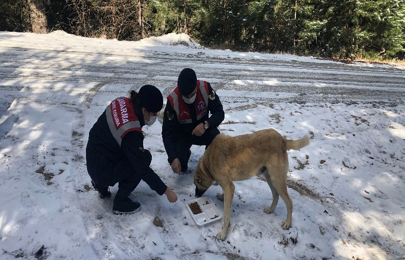 Jandarma sokak hayvanlarını zorlu iklim koşularında yalnız bırakmıyor
