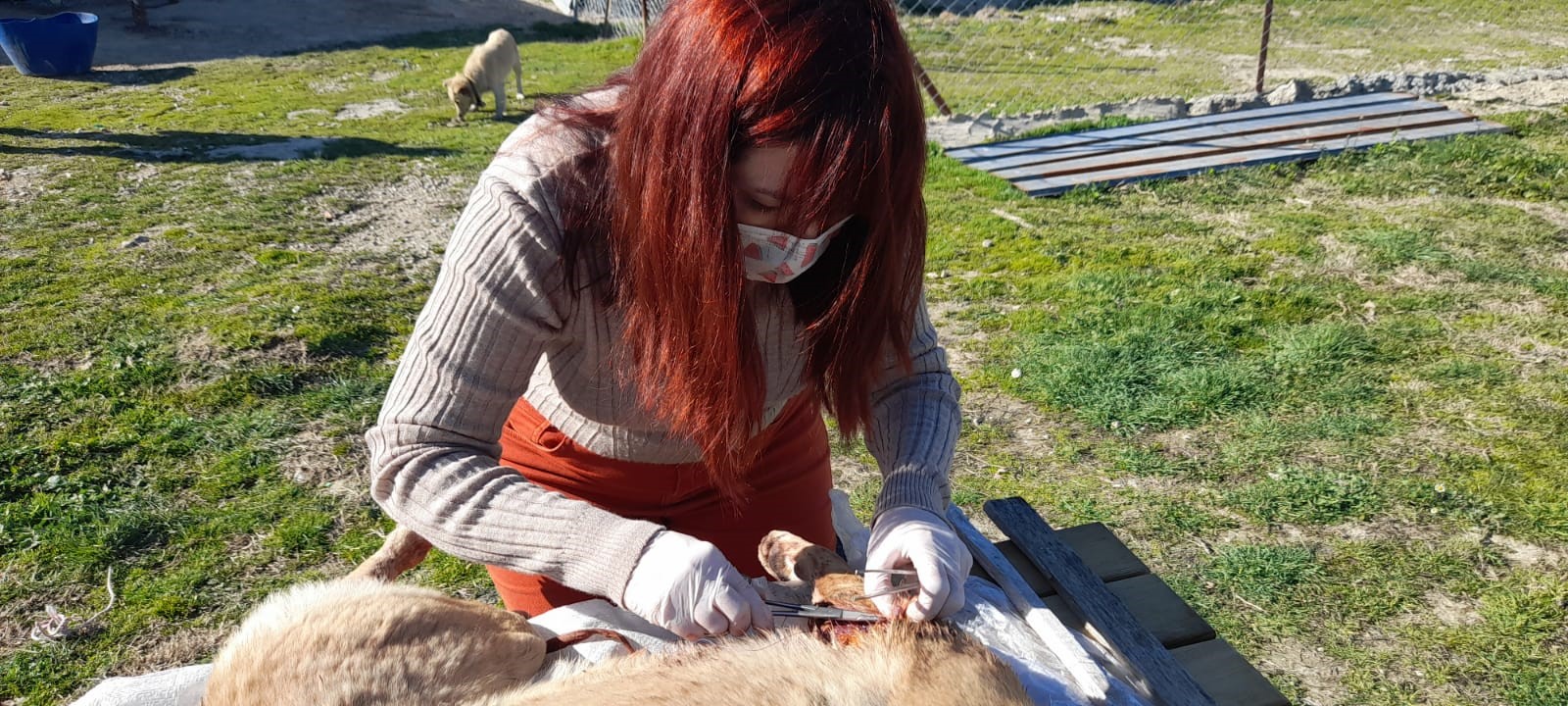 Yaralı köpeğe, Buldan Belediyesi sahip çıktı