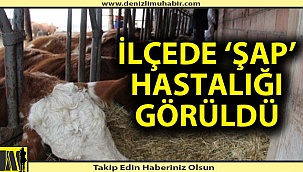 Acıpayam'da ŞAP hastalığı şoku!