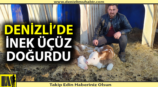 Denizli'de inek üçüz doğurdu