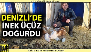 Denizli'de inek üçüz doğurdu