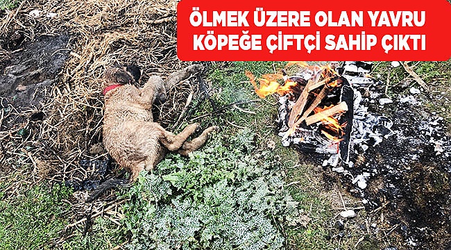 Ölmek üzere olan yavru köpeğe çiftçi sahip çıktı