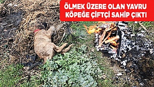 Ölmek üzere olan yavru köpeğe çiftçi sahip çıktı
