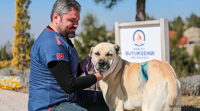 Sokak hayvanları Büyükşehir'e emanet