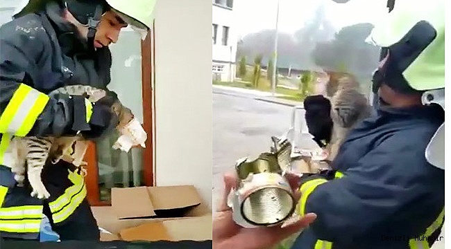 Yaramaz kedi kafasını konserve kutusuna sıkıştırdı