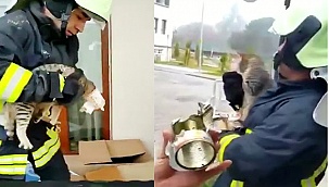 Yaramaz kedi kafasını konserve kutusuna sıkıştırdı