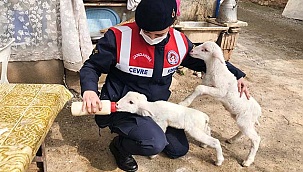Annelerini kaybeden kuzulara jandarma şefkati