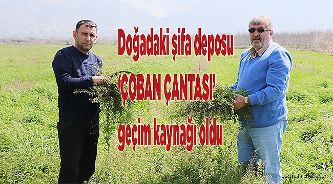 Doğadaki şifa deposu ‘Çoban Çantası’ geçim kaynağı oldu