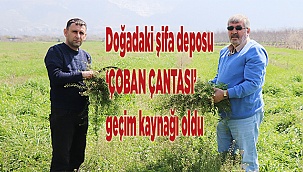 Doğadaki şifa deposu ‘Çoban Çantası’ geçim kaynağı oldu