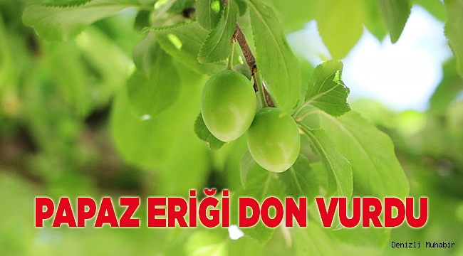 Erkenci papaz eriği don kurbanı oldu
