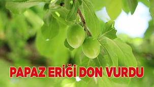 Erkenci papaz eriği don kurbanı oldu