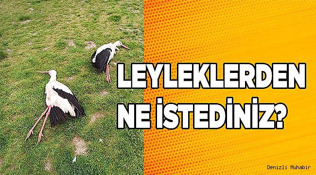 Göç eden leylekleri öldürdüler