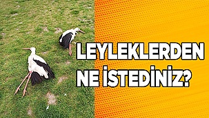 Göç eden leylekleri öldürdüler