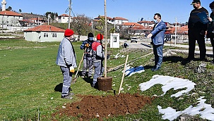 Hibe fidanlar toprakla buluşuyor