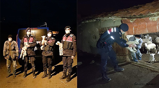 Kimsesiz kuzulara jandarma sahip çıktı