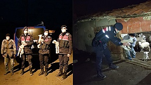 Kimsesiz kuzulara jandarma sahip çıktı