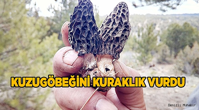 Kuzugöbeğini kuraklık vurdu