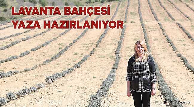 LAVANTA BAHÇESİ YAZA HAZIRLANIYOR