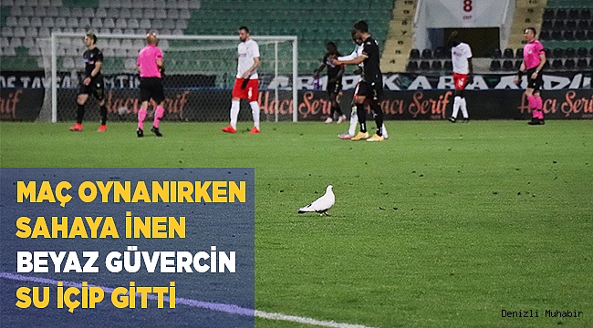 Maç oynanırken sahaya inen beyaz güvercin su içip gitti