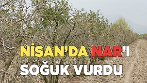 Nisan ayında nar ağaçlarını soğuk vurdu