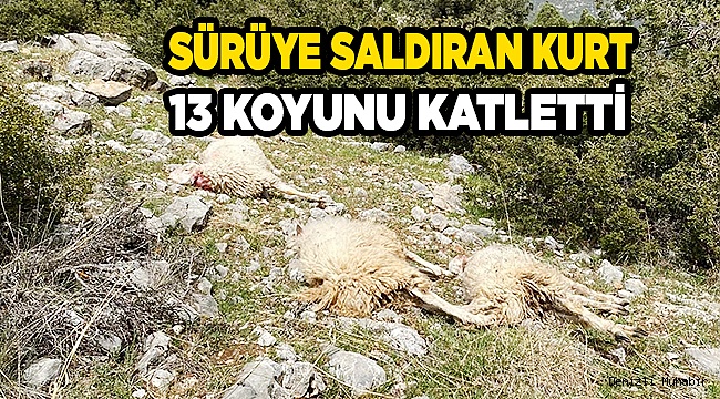 Sürüye saldıran kurt 13 koyunu telef etti