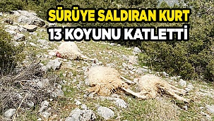 Sürüye saldıran kurt 13 koyunu telef etti