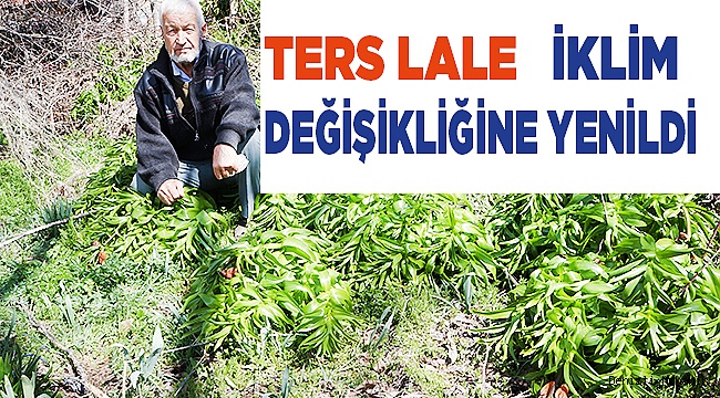 Ters lale iklim değişikliğine yenildi