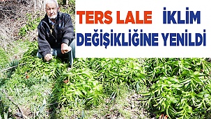 Ters lale iklim değişikliğine yenildi