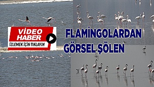 Acıgöl'ün  flamingolarından görsel şölen