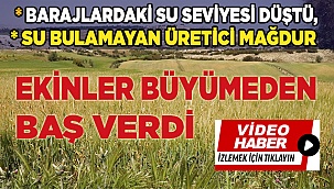 Buğdaylar,  susuzluktan büyüyemeden baş verdi