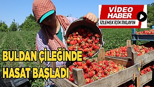 Buldan çileğinde hasat başladı