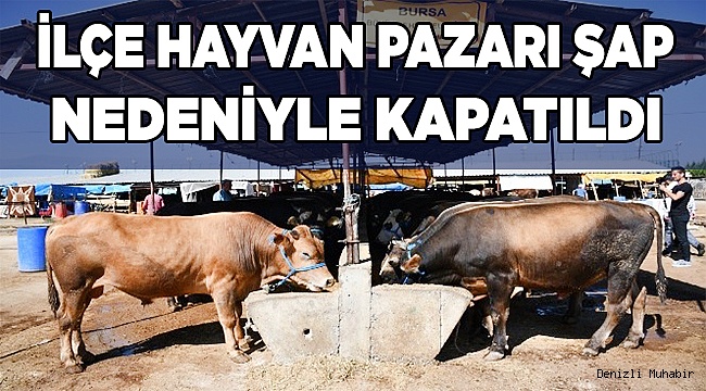Canlı hayvan pazarı şap nedeniyle kapatıldı