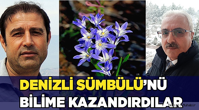 Denizli’de endemik tür olan Denizli Sümbülü, 8 yıl sonra tescillendi.
