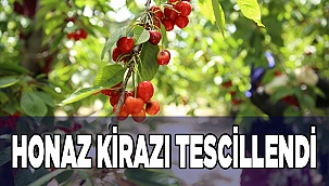 Honaz kirazı tescillendi