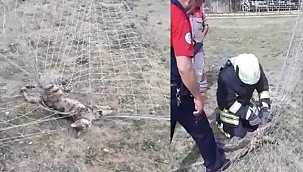 Kale ağlarına takılan afacan kedinin yardımına itfaiye koştu