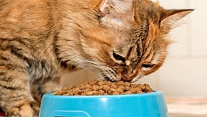 Kedi Maması (Kuru, Açık, Konserve, Ödül) Alırken Nelere Dikkat Edilmeli?