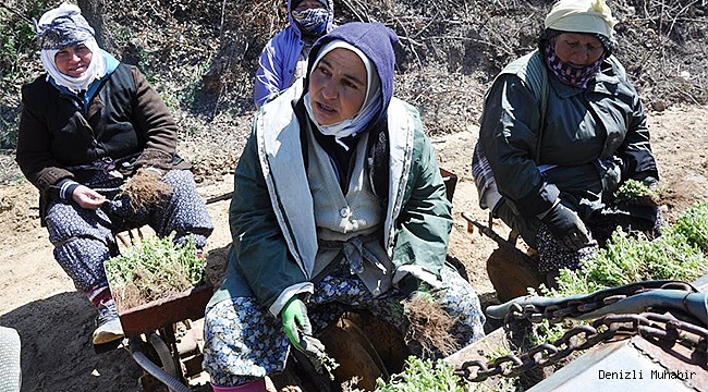 Kekik fidanları toprakla buluşuyor