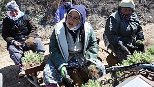 Kekik fidanları toprakla buluşuyor