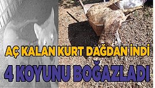 Kurt ilçe merkezine indi, ağıldaki dört koyunu telef etti