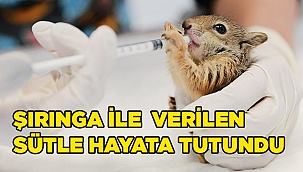 Ölmek üzereyken bulunan yavru sincaplar hayata tutundu