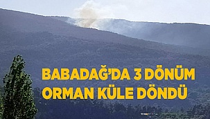 Orman yangınında 3 dönümlük alan küle döndü